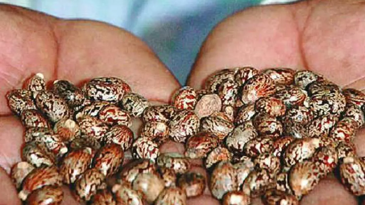 castor-seed-futures-spike-up-on-buying-interest-the-hindu-businessline